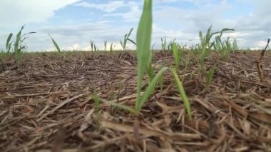 şeker kamışı ekimi alanı