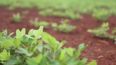 Fıstık plantasyon yeşillik