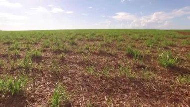 şeker kamışı ekimi alan havadan görünümü