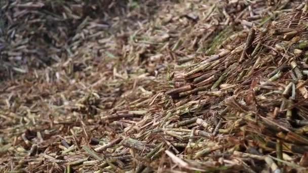 Производство Линии Сахарного Тростника — стоковое видео