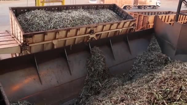 Producción Fábrica Línea Caña Azúcar — Vídeos de Stock
