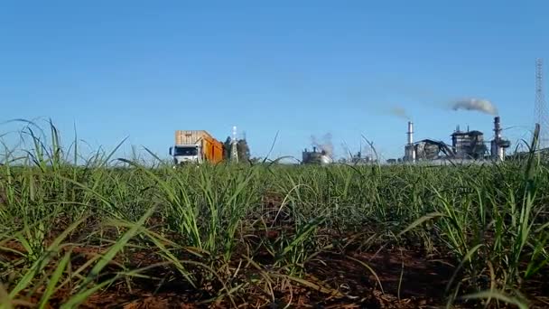 Sugar cane plantation field — Stock Video