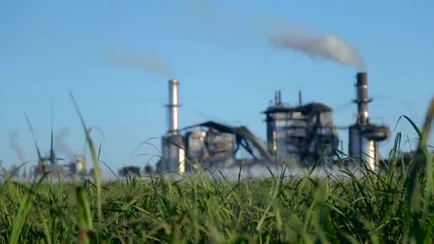 Sugar cane plantation field — Stock Video