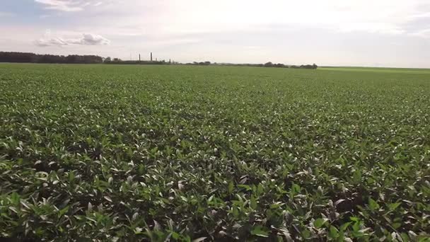 Plantación de soja aérea — Vídeos de Stock