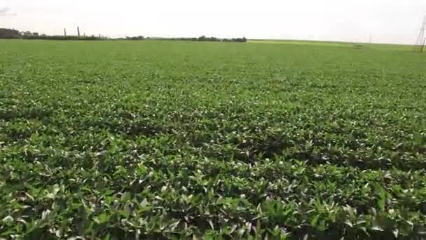 Plantación de soja aérea — Vídeo de stock