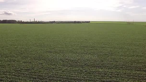 Plantación de soja aérea — Vídeo de stock