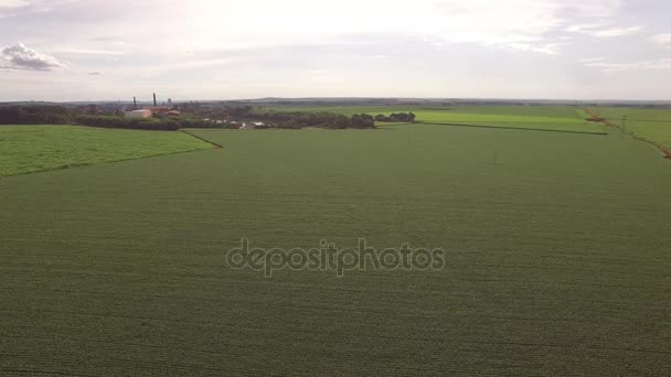 Plantación de soja aérea — Vídeo de stock