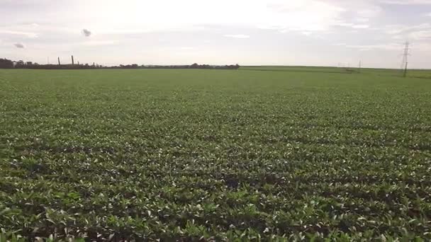 Soja plantage luchtfoto — Stockvideo