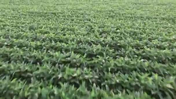 Plantación de soja aérea — Vídeo de stock