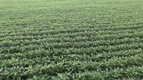 Plantación de soja aérea — Vídeo de stock