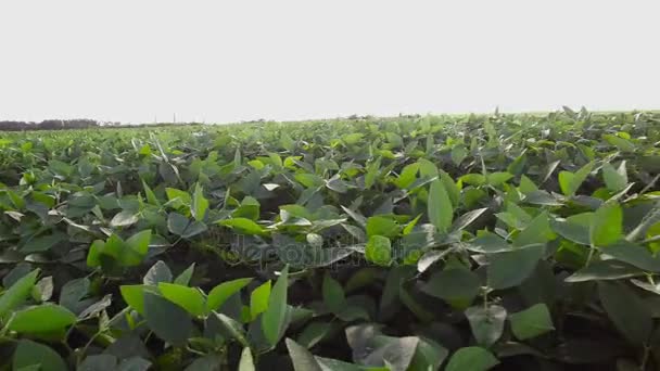 Plantación de soja aérea — Vídeos de Stock