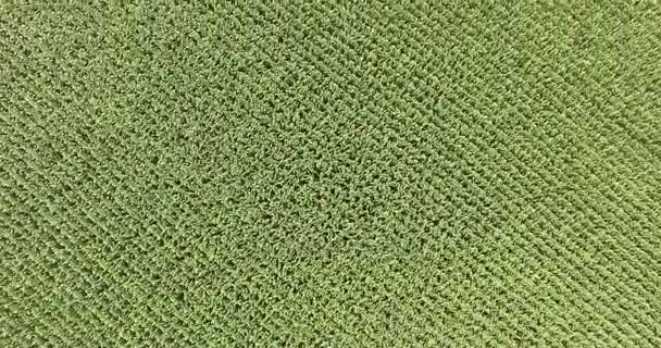 Campo de maíz plantación maíz vista aérea — Vídeo de stock