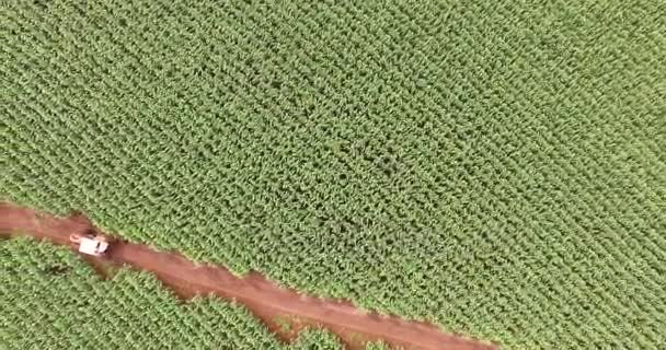 Luchtfoto van de Cornfield plantage maïs — Stockvideo