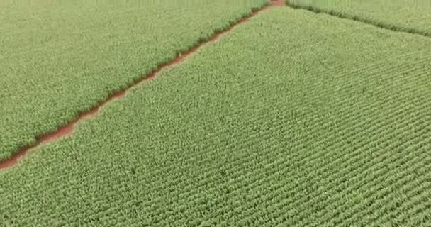 옥수수 밭 농장 옥수수 공중 보기 — 비디오