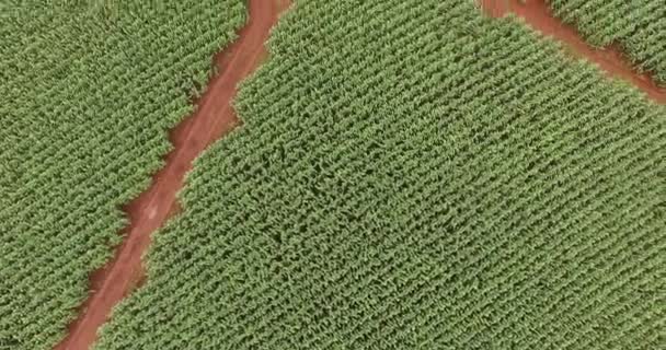 Campo de maíz plantación maíz vista aérea — Vídeos de Stock