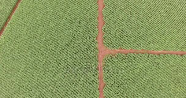 Cornfield plantation maïs vue aérienne — Video