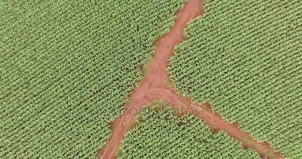 Luchtfoto van de Cornfield plantage maïs — Stockvideo