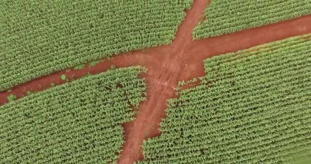 Mısır tarlası plantasyon Mısır havadan görünümü — Stok video