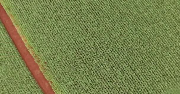 Luchtfoto van de Cornfield plantage maïs — Stockvideo