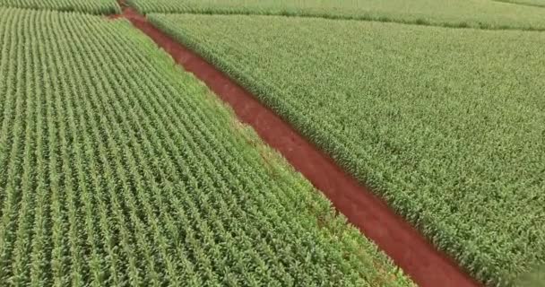 Cornfield plantation corn aerial view — Stock Video