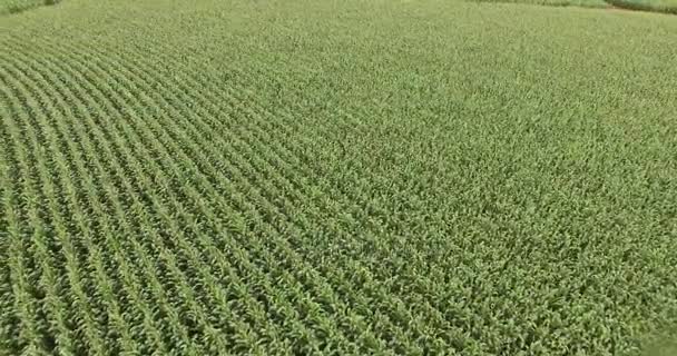 Luchtfoto van de Cornfield plantage maïs — Stockvideo