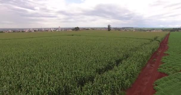Letecký pohled na kukuřičném poli plantáž kukuřice — Stock video