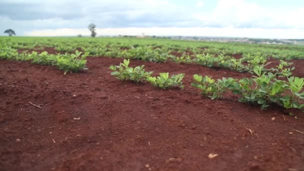 Follaje plantación de cacahuete — Vídeo de stock