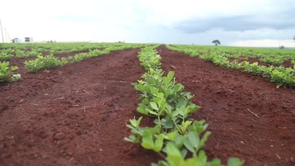 Follaje plantación de cacahuete — Vídeo de stock