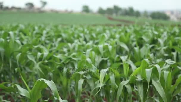 Campo de maíz plantación maíz vista aérea — Vídeos de Stock