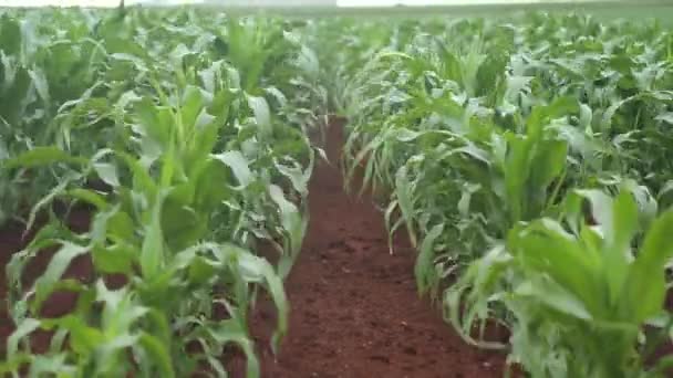 Niwa plantacji kukurydzy z lotu ptaka — Wideo stockowe