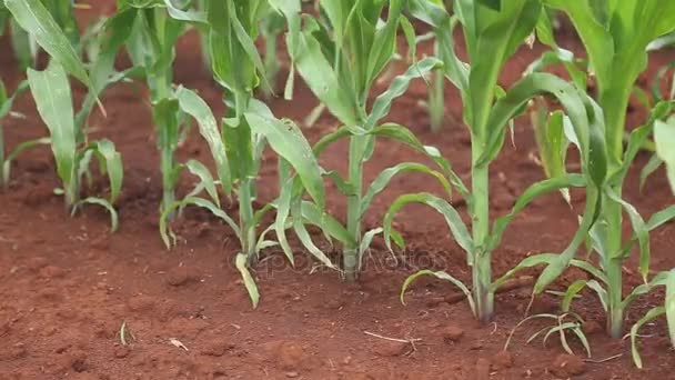 Campo de maíz plantación maíz vista aérea — Vídeo de stock