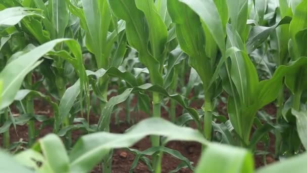 Luchtfoto van de Cornfield plantage maïs — Stockvideo