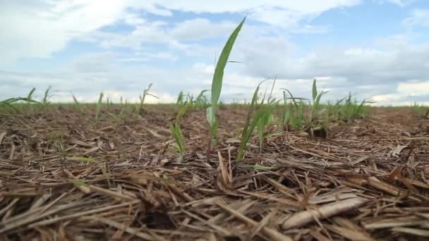 Sockerrör plantage fält — Stockvideo