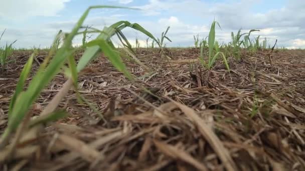 Plantación de caña de azúcar campo — Vídeo de stock