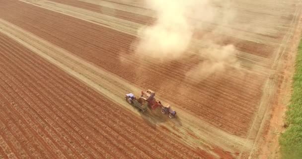 Peanut tractor harvest plantation — Stock Video