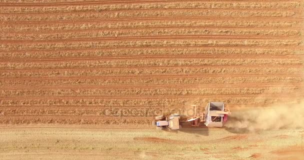 Plantación de cosecha de tractor de maní — Vídeo de stock