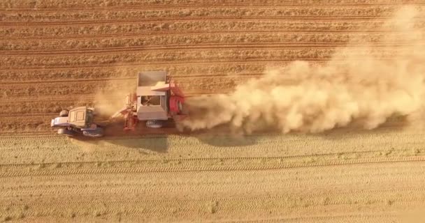 Orzechowe ciągnika zbiorów plantacji — Wideo stockowe