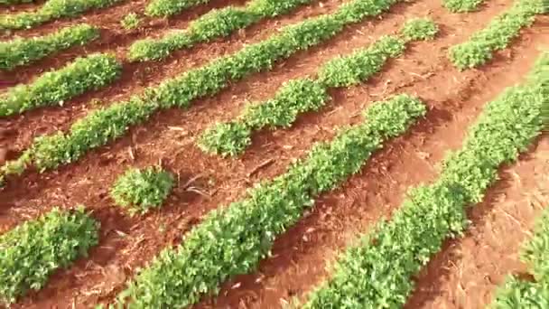 Тракторная плантация арахиса — стоковое видео