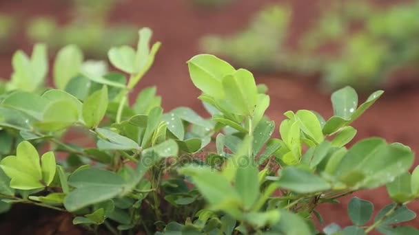 Blätter der Erdnussplantage — Stockvideo