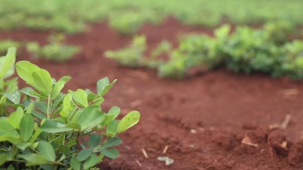 Follaje plantación de cacahuete — Vídeo de stock