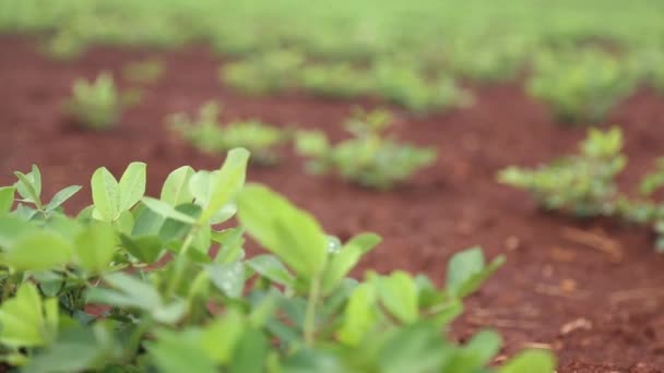Follaje plantación de cacahuete — Vídeos de Stock