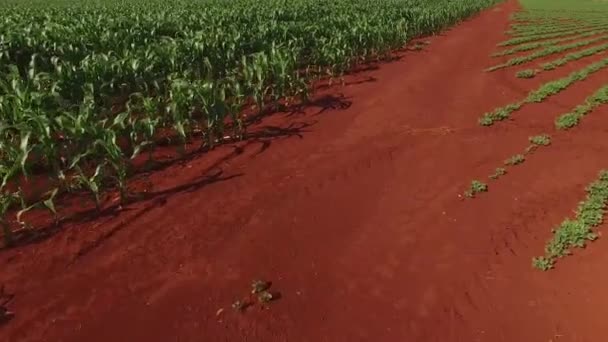 Campo de maíz plantación maíz vista aérea — Vídeo de stock