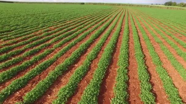 Pinda luchtfoto plantage — Stockvideo