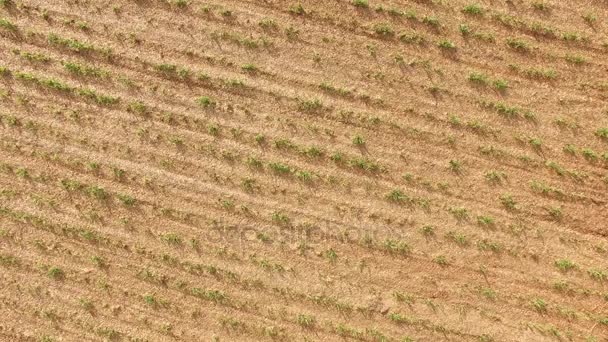 Plantação de cana-de-açúcar vista aérea campo — Vídeo de Stock