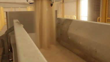 şeker fabrikası sanayi hattı üretim kamışı