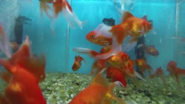 akvaryum su süsleme 