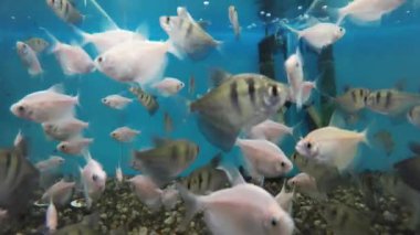 akvaryum su süsleme 