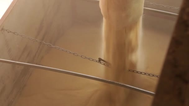 Тростник линии промышленного сахарного конвейера — стоковое видео