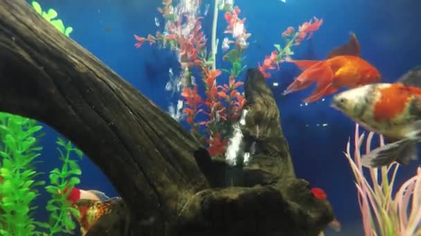 Рибний акваріумний прикрашений бак — стокове відео