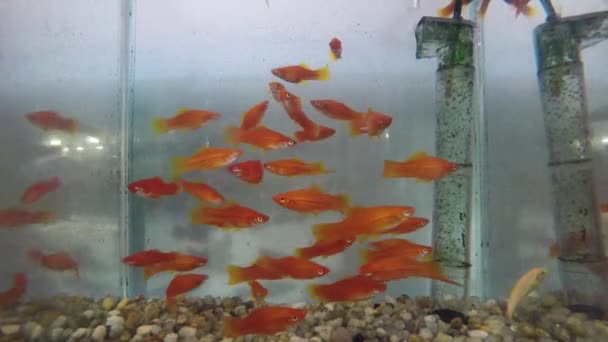 Acquario di ornamento del pesce — Video Stock